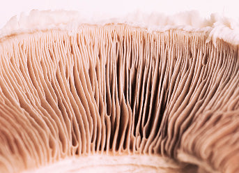 Hydrolyzed Reishi Mushroom used in Golden Child products