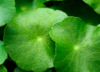 Haematococcus Pluvialis (Astaxanthin) used in Golden Child products