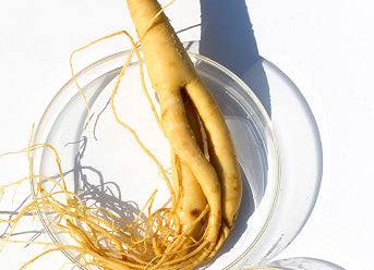 Panax Ginseng Root Extract used in Golden Child products