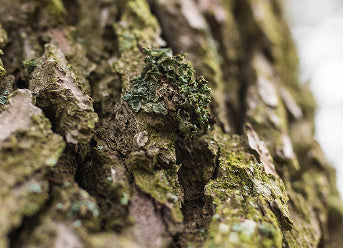 Salix Alba (Willow Bark) Extract used in Golden Child products